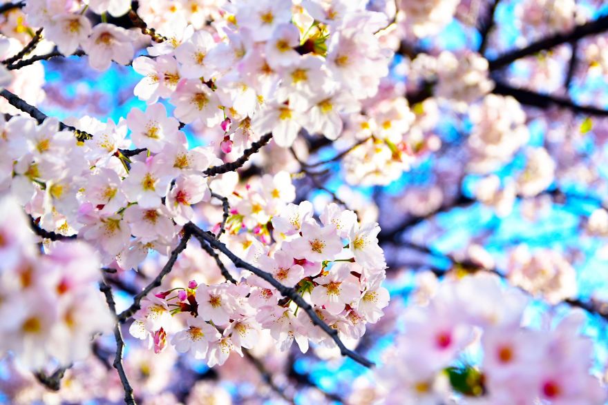 Say đắm sắc hoa anh đào Nhật Bản.